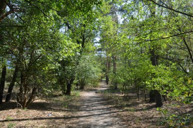 Ukrayna 'nın Dnipro şehrinde yetişen küçük bir ormanın güzel renkli doğası. Parlak güneş ışınları, uzun çam ağaçları, uzun çam iğneleri, mavi gökyüzünde yamaları olan yeşil çayırlar..