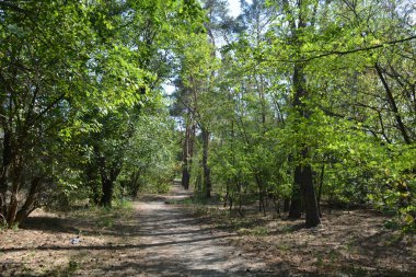 Ukrayna 'nın Dnipro şehrinde yetişen küçük bir ormanın güzel renkli doğası. Parlak güneş ışınları, uzun çam ağaçları, uzun çam iğneleri, mavi gökyüzünde yamaları olan yeşil çayırlar..