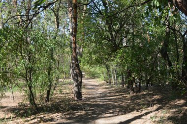 Ukrayna 'nın Dnipro şehrinde yetişen küçük bir ormanın güzel renkli doğası. Parlak güneş ışınları, uzun çam ağaçları, uzun çam iğneleri, mavi gökyüzünde yamaları olan yeşil çayırlar..