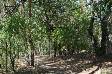Ukrayna 'nın Dnipro şehrinde yetişen küçük bir ormanın güzel renkli doğası. Parlak güneş ışınları, uzun çam ağaçları, uzun çam iğneleri, mavi gökyüzünde yamaları olan yeşil çayırlar..