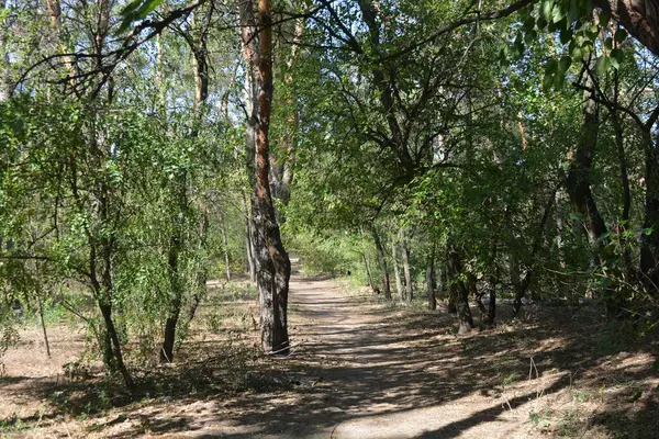 Ukrayna 'nın Dnipro şehrinde yetişen küçük bir ormanın güzel renkli doğası. Parlak güneş ışınları, uzun çam ağaçları, uzun çam iğneleri, mavi gökyüzünde yamaları olan yeşil çayırlar..