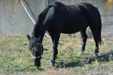 Nature, wildlife, the owner's black horse grazing on a summer sandy meadow with dry large flowers, street grasses against the backdrop of a gray-brown concrete fence and a bright blue sky.