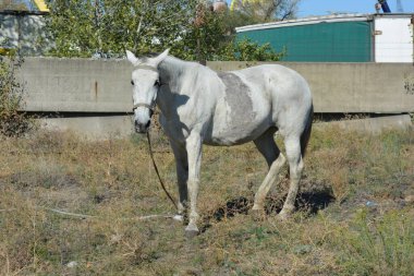 Nature, wildlife, the owner's white-grey horse grazing on a summer sandy meadow with dry large flowers and street grasses.