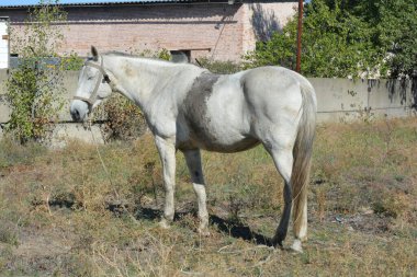Nature, wildlife, the owner's white-grey horse grazing on a summer sandy meadow with dry large flowers and street grasses.