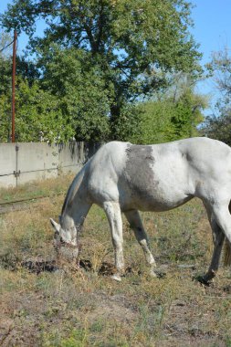 Nature, wildlife, the owner's white-grey horse grazing on a summer sandy meadow with dry large flowers and street grasses.