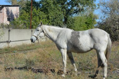 Nature, wildlife, the owner's white-grey horse grazing on a summer sandy meadow with dry large flowers and street grasses.