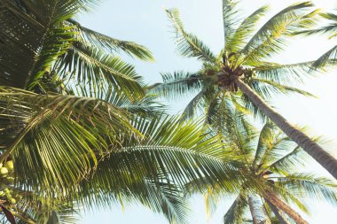 Mavi gökyüzü arkaplanlı hindistan cevizi ağaçlarını kapat.