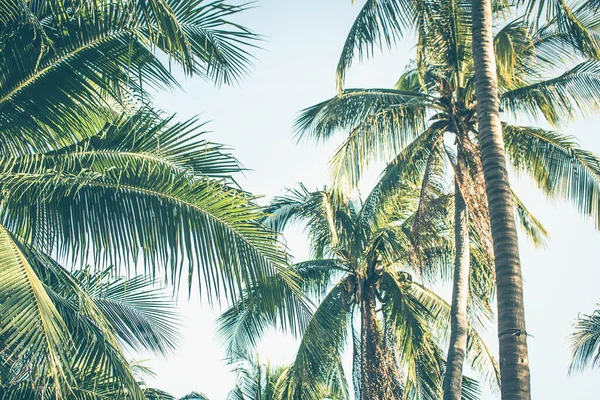 stock image Close up of coconut trees with blue sky background.