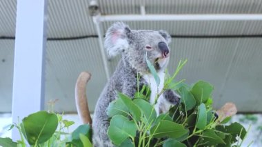 Küçük ağaçta dinlenen koala ayısının yakın çekimi. HD