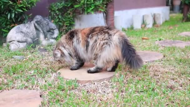 一只波斯猫在花园里散步 — 图库视频影像