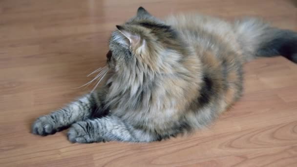 Een Perzische Kat Die Grond Ligt — Stockvideo