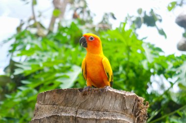 Bahçedeki / hayvanat bahçesindeki Güneş Conure Papağanı 'na yaklaş.