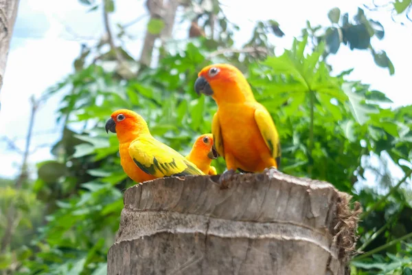 Bahçedeki Hayvanat Bahçesindeki Sun Conure Papağanlarının Yakınına — Stok fotoğraf