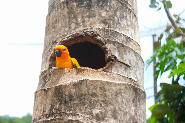 Закрыть Солнечного Попугая Саду Зоопарк — стоковое фото