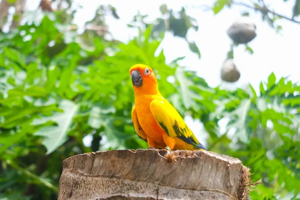 Zbliżenie Słonecznej Papugi Conure Ogrodzie Zoo — Zdjęcie stockowe