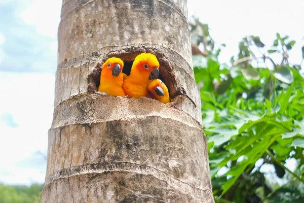 Zblízka Papoušků Sun Conure Zahradě Zoo — Stock fotografie