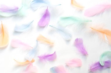 Colorful feathers on white background, soft pastel feathers can use as a backdrop. Beautiful feathers texture.