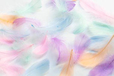 Colorful feathers on white background, soft pastel feathers can use as a backdrop. Beautiful feathers texture.