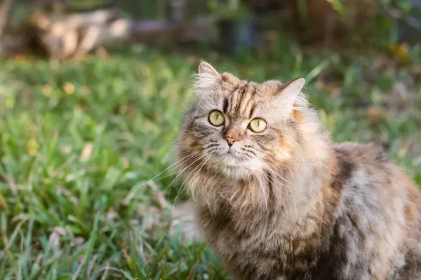 stock image A cat standing on the green lawn, a Persian cat with a collar. Domestic cat concept.