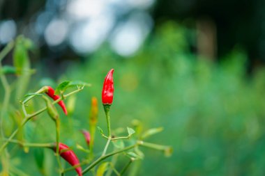Bahçe işlerinde biber ya da kırmızı biber Tayland yemeğinin malzemesi olarak sebze kullanılır.