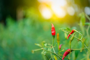 Bahçe işlerinde biber ya da kırmızı biber Tayland yemeğinin malzemesi olarak sebze kullanılır.