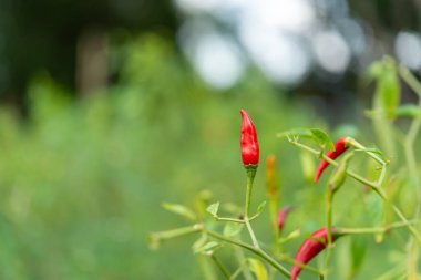 Bahçe işlerinde biber ya da kırmızı biber Tayland yemeğinin malzemesi olarak sebze kullanılır.