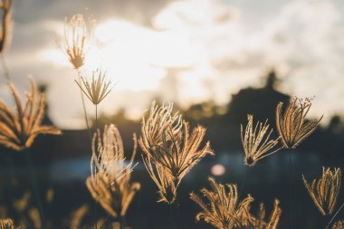 Silhouette landscape of nature grass field and flower of grass on meadow garden field green color lush with sunlight (sunset or sunshine) in countryside or park
