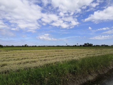 Bir tarım Asya'da pirinç çeltik yeşil renk yemyeşil büyüyen üzerinde pirinç alan doğası nedir
