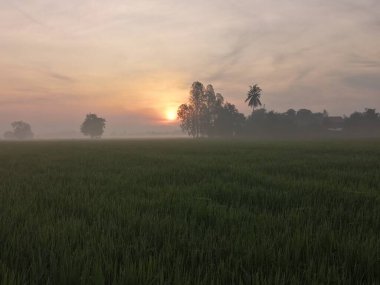 Bir tarım Asya'da pirinç çeltik yeşil renk yemyeşil büyüyen üzerinde pirinç alan doğası nedir