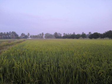 Bir tarım Asya'da pirinç çeltik yeşil renk yemyeşil büyüyen üzerinde pirinç alan doğası nedir