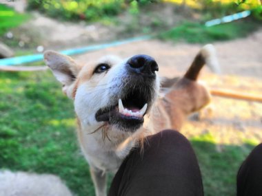 Tayland kahverengi sokak köpeği, hayvan türü bir memeli ve evcil hayvandır. Güzel doğa bahçesinde ya da çiftlikte oynar ve neşe ve mutluluk dolu bir şeye bakar.