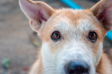 Tayland kahverengi sokak köpeği, hayvan türü bir memeli ve evcil hayvandır. Güzel doğa bahçesinde ya da çiftlikte oynar ve neşe ve mutluluk dolu bir şeye bakar.