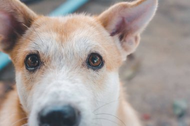 Tayland kahverengi sokak köpeği, hayvan türü bir memeli ve evcil hayvandır. Güzel doğa bahçesinde ya da çiftlikte oynar ve neşe ve mutluluk dolu bir şeye bakar.