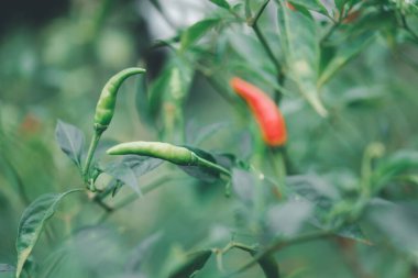 Bahçe işlerinde biber ya da kırmızı ve yeşil biber Tayland yemeğinin malzemesi olarak sebze kullanılır.