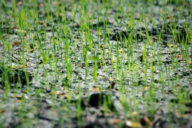 Landscape nature of rice field on rice paddy green color lush growing is a agriculture in asia