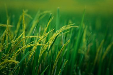 Landscape nature of rice field on rice paddy green color lush growing is a agriculture in asia