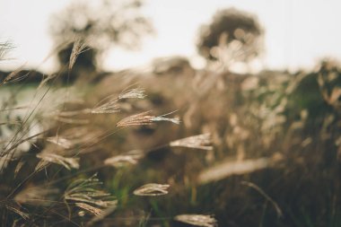 Silhouette landscape of nature grass field and flower of grass on meadow garden field green color lush with sunlight (sunset or sunshine) in countryside or park