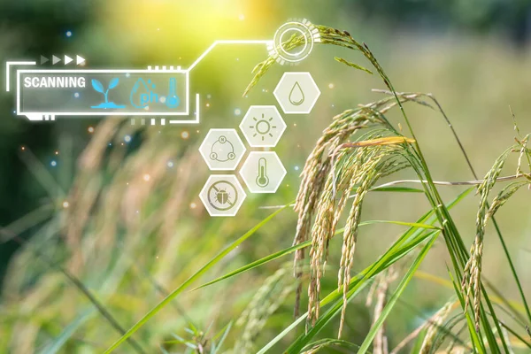 Smart farm digital icon and futuristic AI data infographic of Landscape nature of rice field on rice paddy green color lush growing is a agriculture in asia