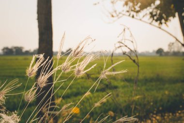 Silhouette landscape of nature grass field and flower of grass on meadow garden field green color lush with sunlight (sunset or sunshine) in countryside or park