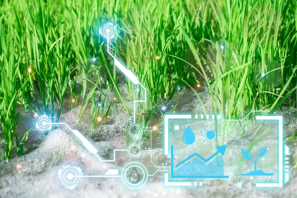 Smart farm digital icon and futuristic AI data infographic of Watering of nature rice field on rice paddy green color lush growing is a agriculture in asia