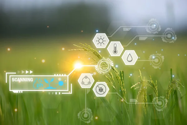 Smart Farm Digital Icon Futuristic Data Infographic Landscape Nature Rice Telifsiz Stok Imajlar