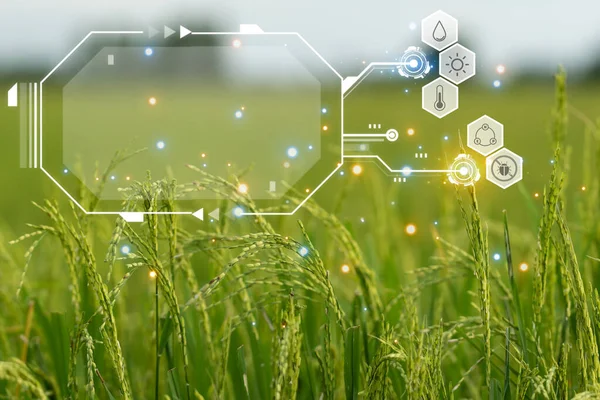 Smart Farm Digital Icon Futuristic Data Infographic Landscape Nature Rice — Foto de Stock