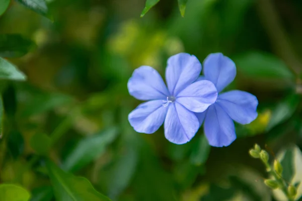 紫色または紫色の花色庭の自然に美しい花 — ストック写真