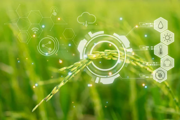 Smart Farm Digital Icon Futuristic Data Infographic Landscape Nature Rice Stok Fotoğraf