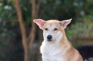 Tayland kahverengi sokak köpeği, hayvan türü bir memeli ve evcil hayvandır. Güzel doğa bahçesinde ya da çiftlikte oynar ve neşe ve mutluluk dolu bir şeye bakar.