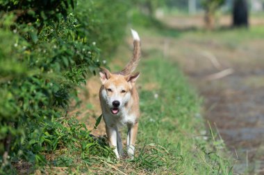 Tayland kahverengi sokak köpeği, hayvan türü bir memeli ve evcil hayvandır. Güzel doğa bahçesinde ya da çiftlikte oynar ve neşe ve mutluluk dolu bir şeye bakar.