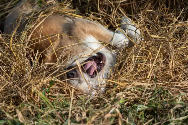 Tayland kahverengi sokak köpeği, hayvan türü bir memeli ve evcil hayvandır. Güzel doğa bahçesinde ya da çiftlikte oynar ve neşe ve mutluluk dolu bir şeye bakar.