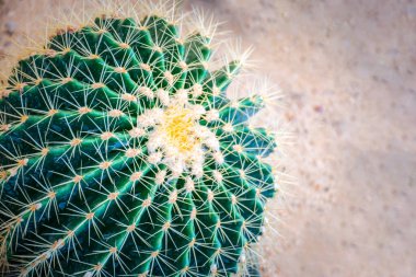 Kaktüs (Gymno, Gymnocalycium) ve kaktüs bahçesindeki kaktüs çiçekleri ev veya çiçekçide dekoratif için çok sayıda boyut ve renk kullanılır.