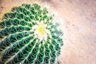 Kaktüs (Gymno, Gymnocalycium) ve kaktüs bahçesindeki kaktüs çiçekleri ev veya çiçekçide dekoratif için çok sayıda boyut ve renk kullanılır.