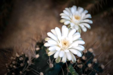 Kaktüs (Gymno, Gymnocalycium) ve kaktüs bahçesindeki kaktüs çiçekleri ev veya çiçekçide dekoratif için çok sayıda boyut ve renk kullanılır.